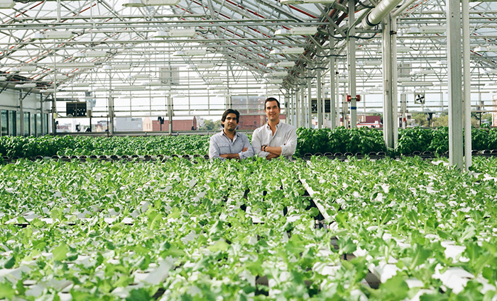 Gotham Greens大型温室蔬菜农场 缅街网 纽约分类信息 纽约中文网